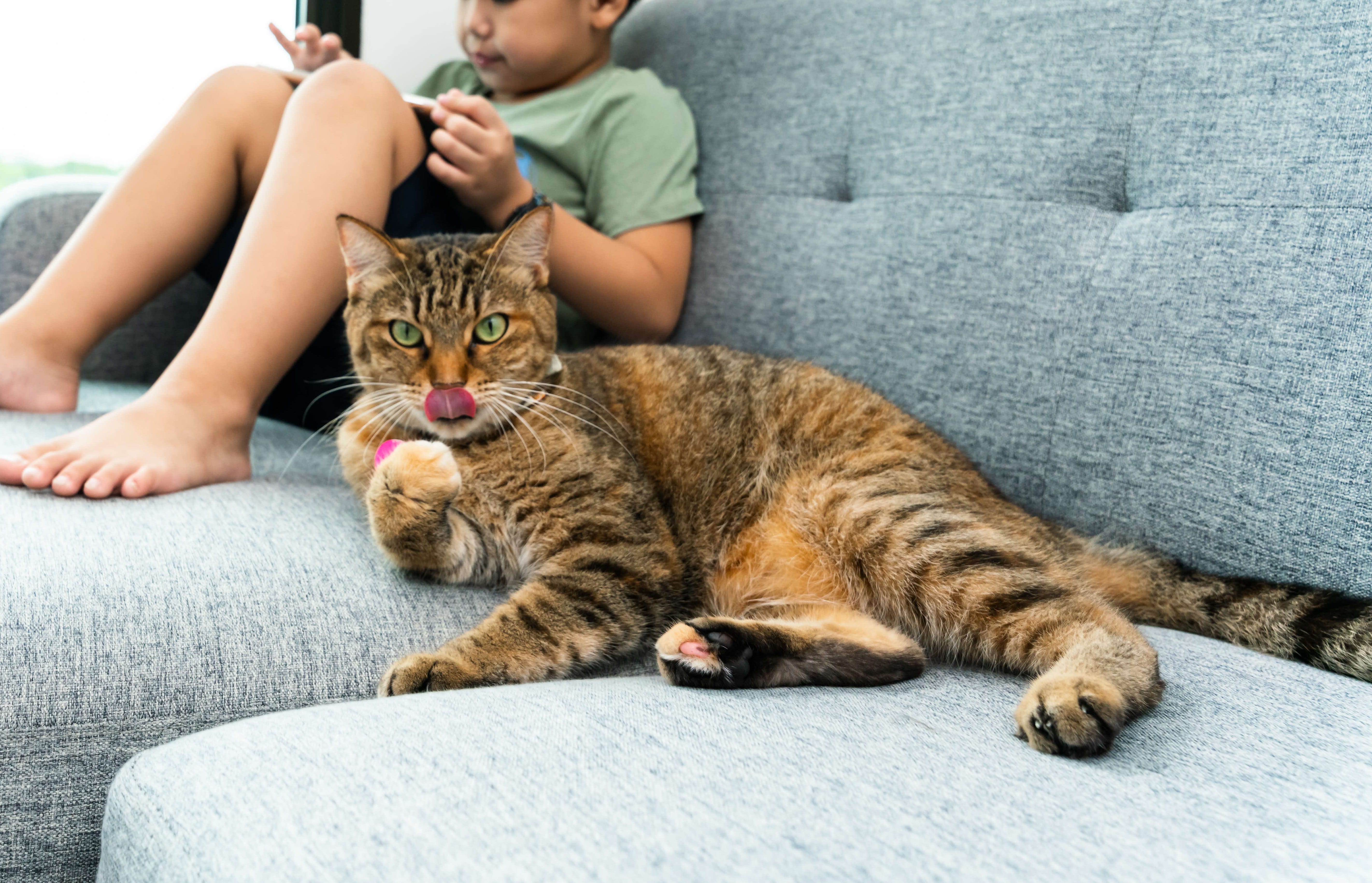 A photograph of a cat in front of a person using a tablet
