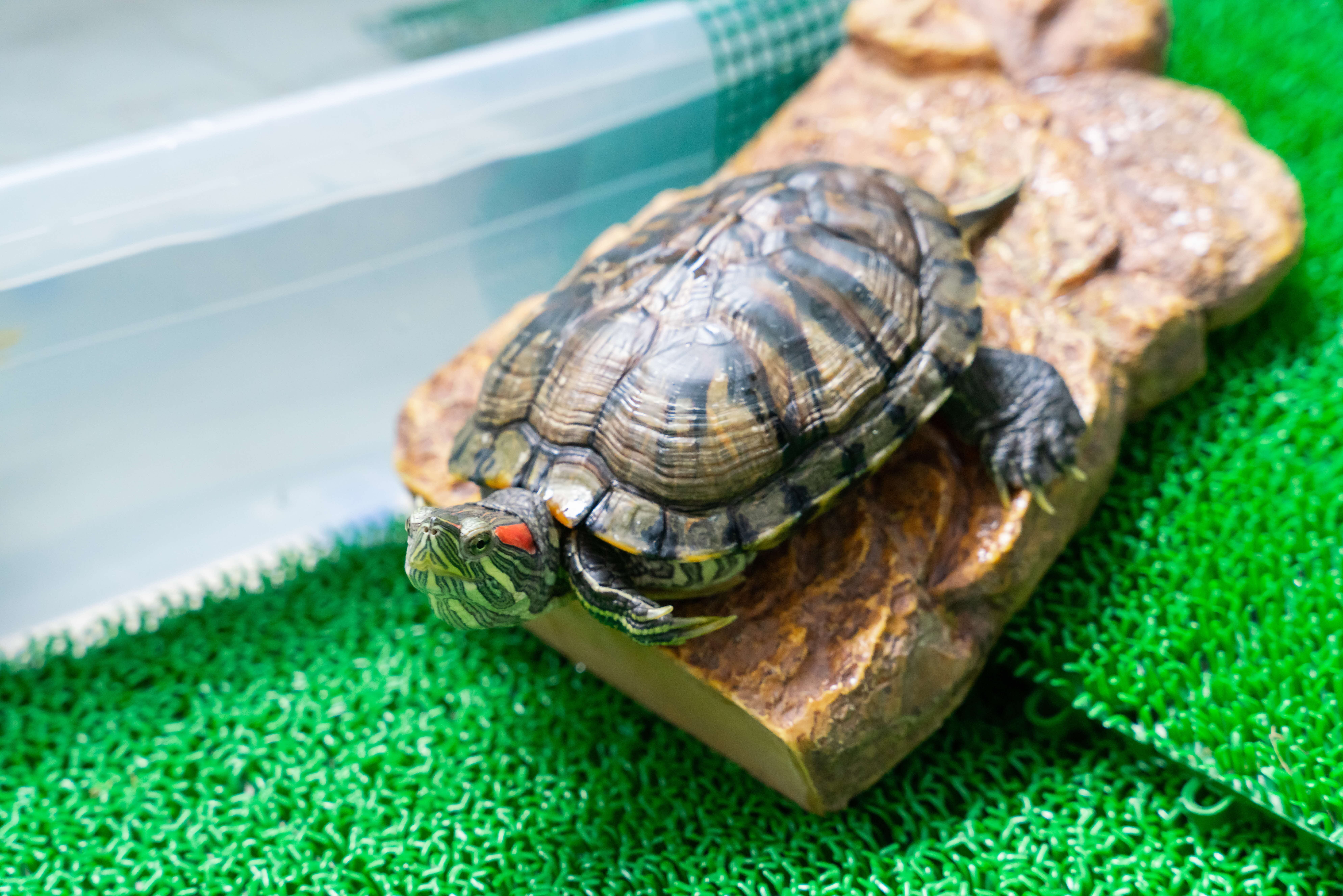 A photograph of a red-eared slider resting on a branch