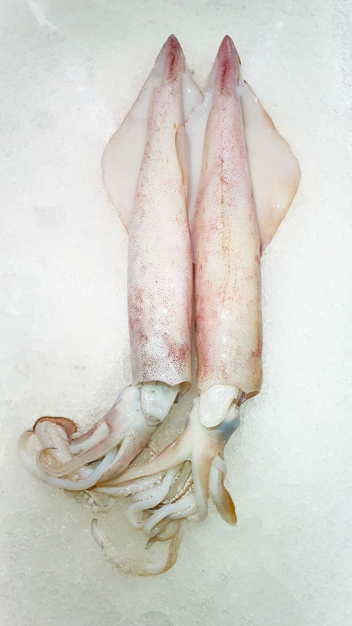 Squid