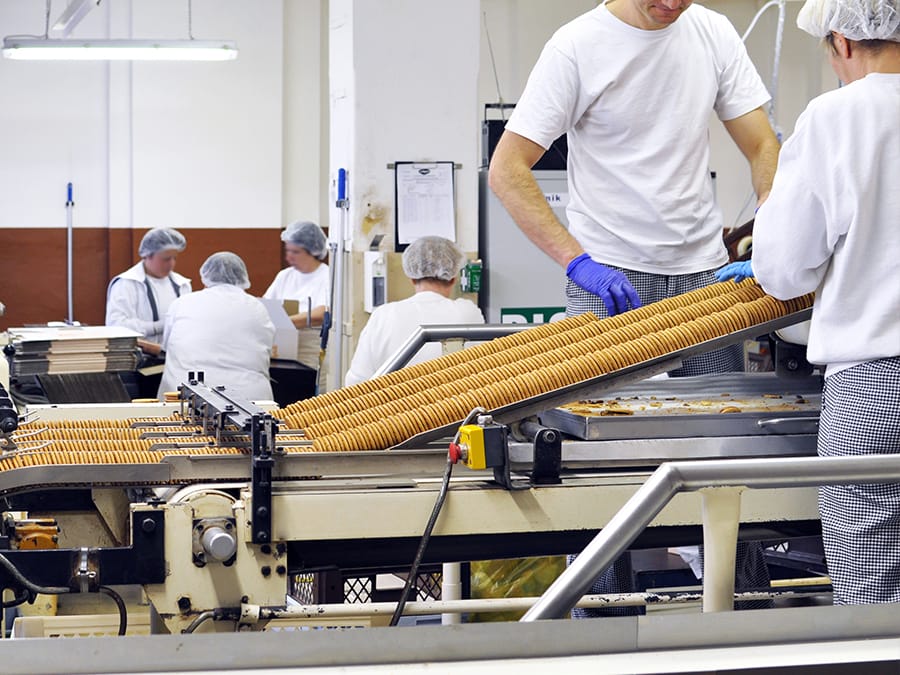 Workers in white uniforms and hairnets tend to conveyor belts filled with rows of round cookies in a bakery factory.