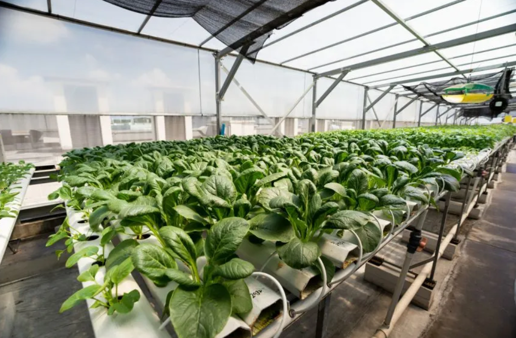 Rows of leafy green vegetables growing in white hydroponic trays inside a large greenhouse.