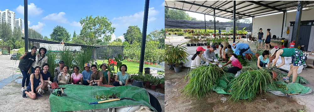 Two groups of people are gardening outdoors under a canopy, with plants and tools spread around.