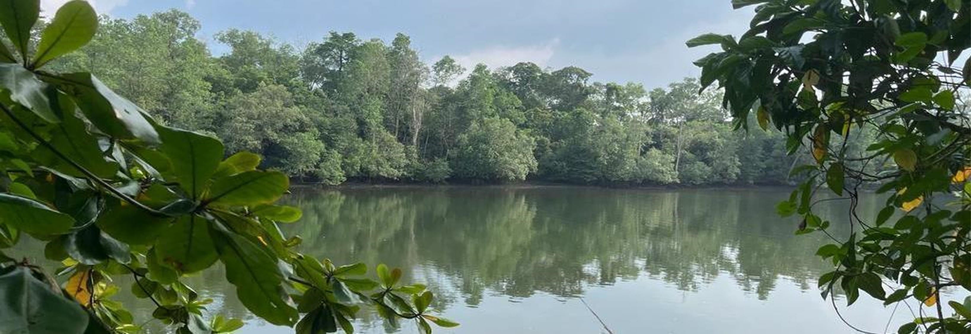Mangroves and greenery surrounding a serene water body