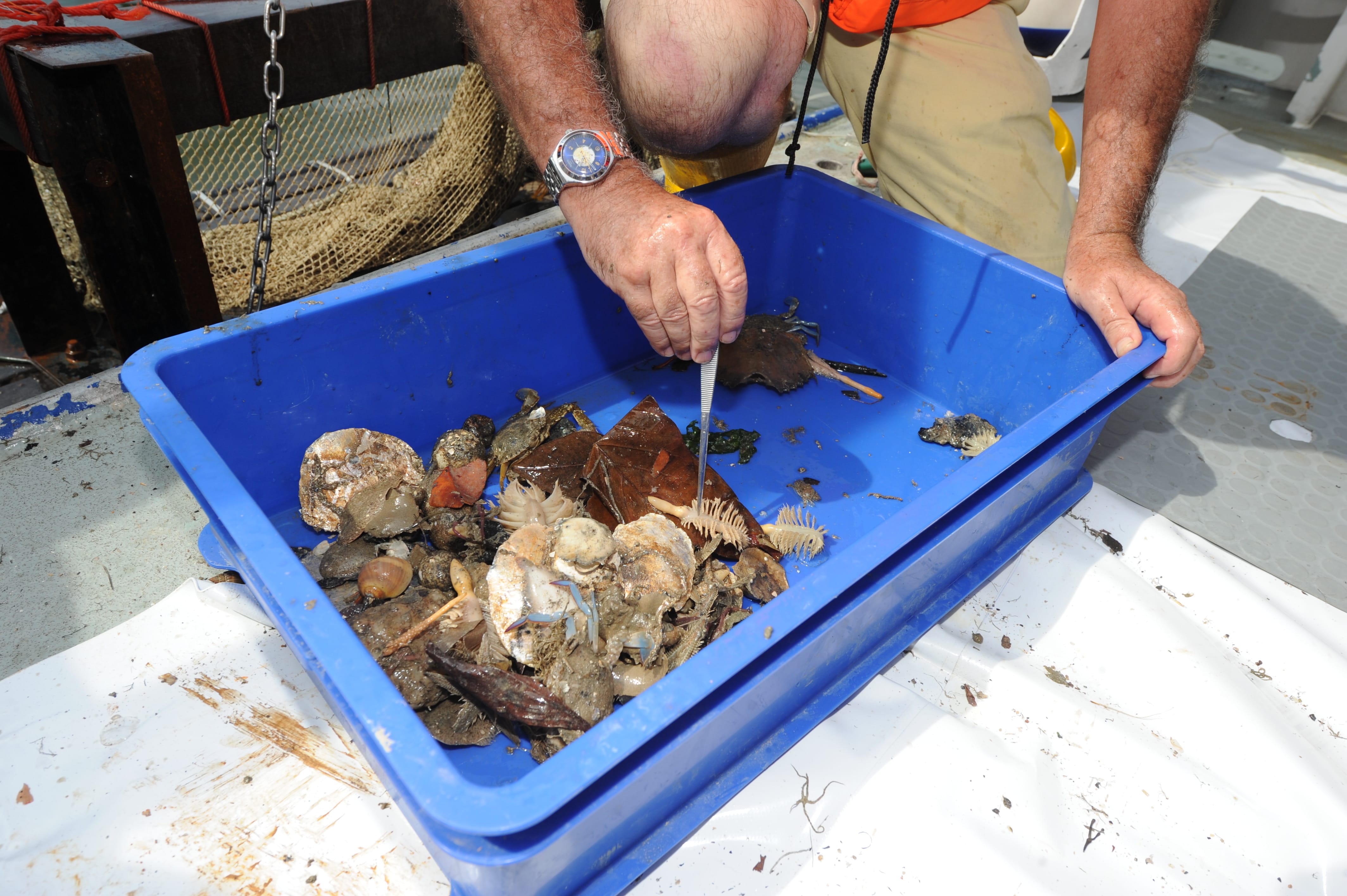 A person sorts through a blue tray containing various marine creatures and debris.