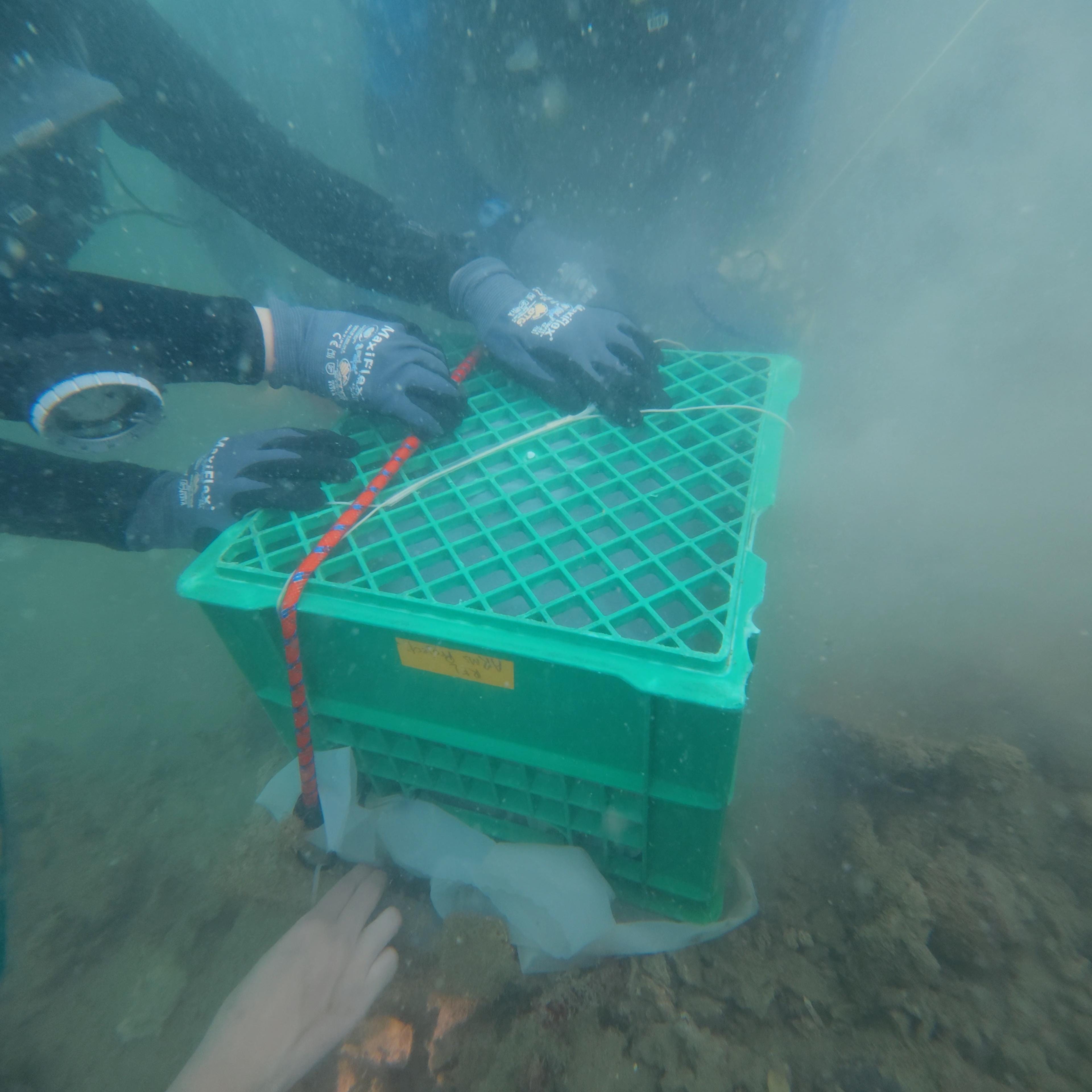 Two divers holding onto a green crate underwater
