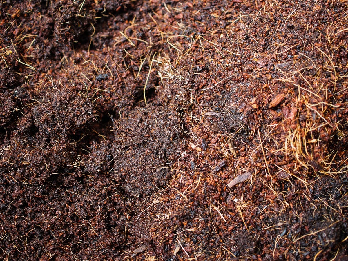 Close-up of dark moist cocopeat