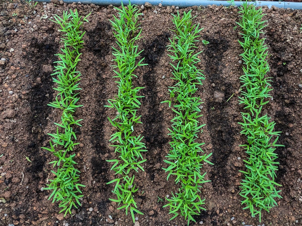 Top view of four rows of kang kong seedlings growing in dark brown soil