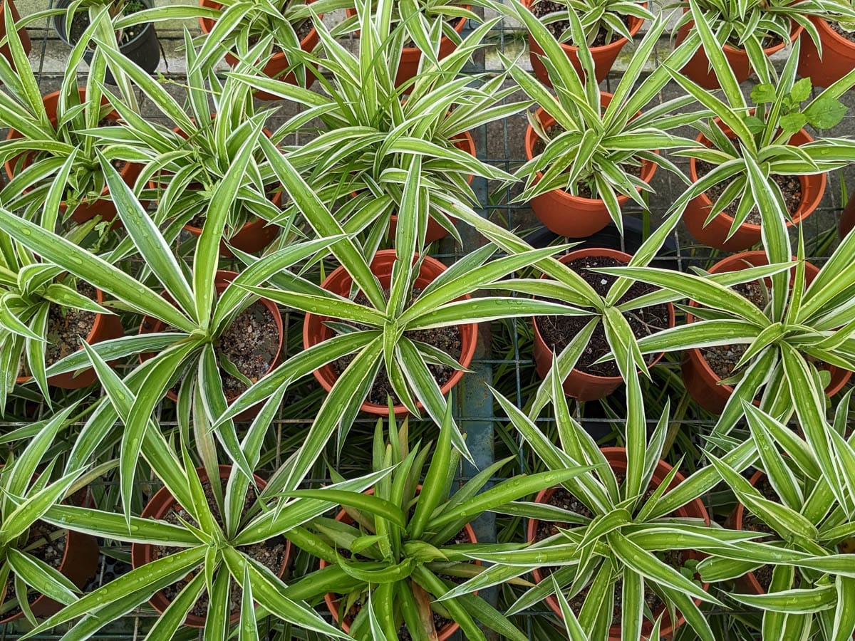 Close-up of several potted spider plants with long, striped green and white leaves