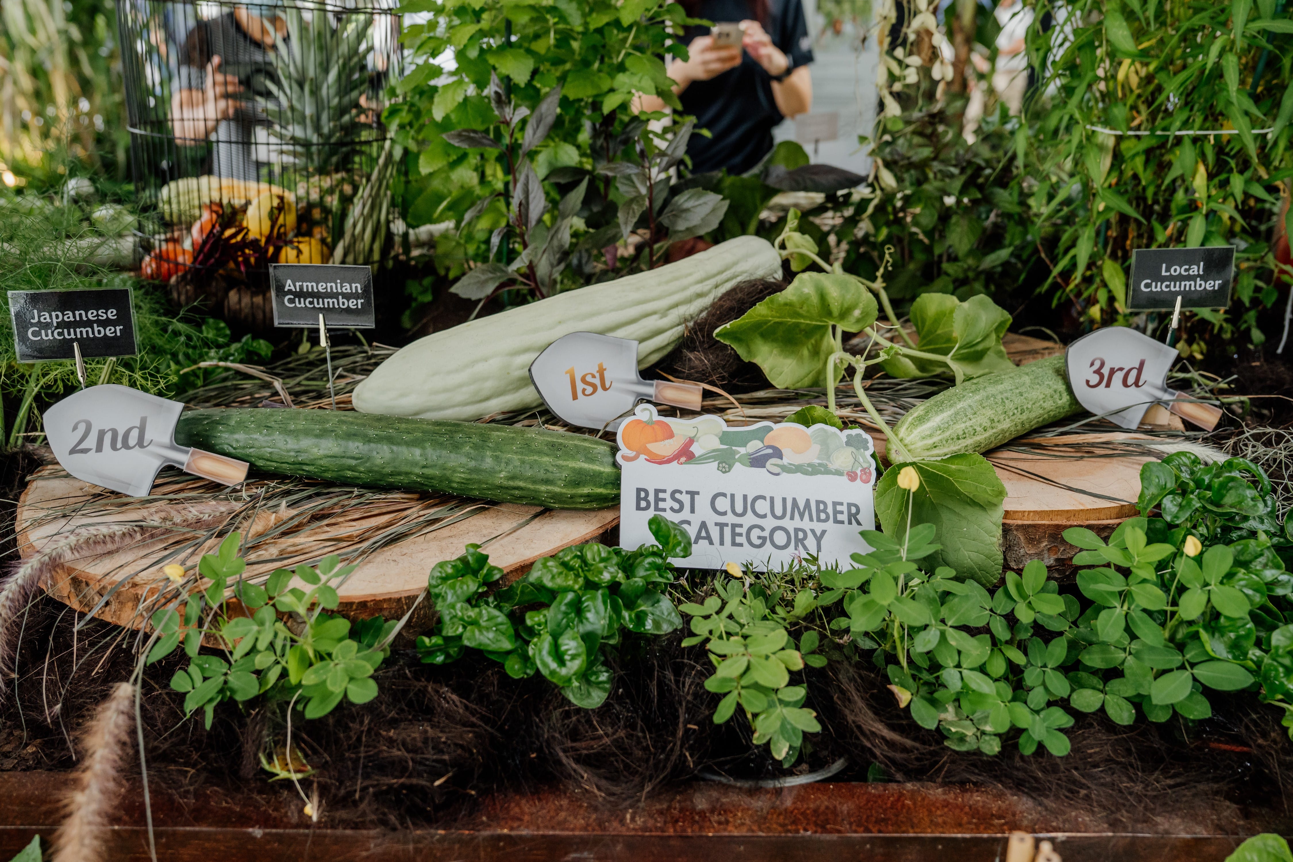 Display of the top 3 cucumbers in the Best Cucumber Category in the past Community Gardens Edibles Competition