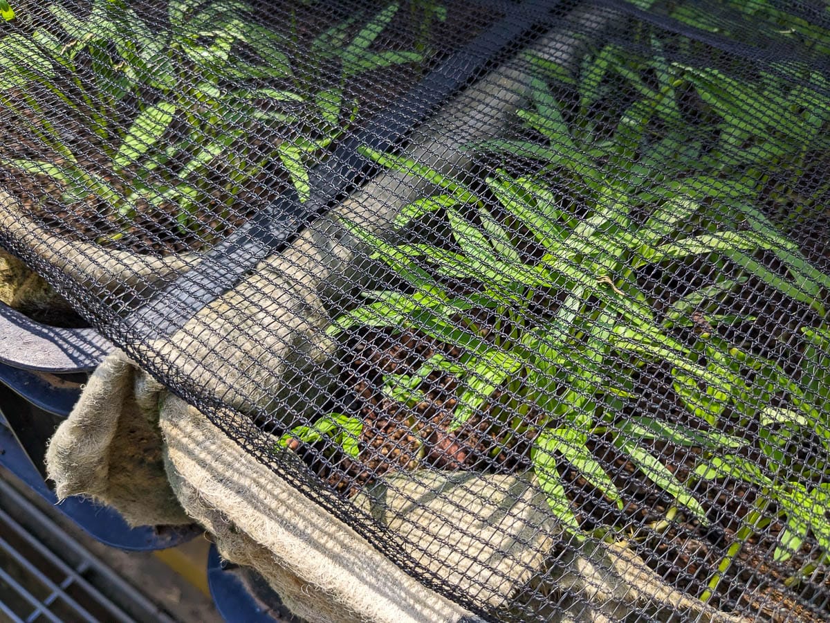 Close up of black shade netting covering kangkong seedlings growing in plastic trays