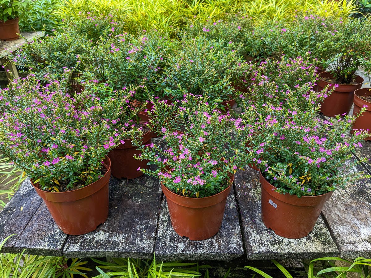 Several False Heather plants with small purple flowers growing in pots outdoors.
