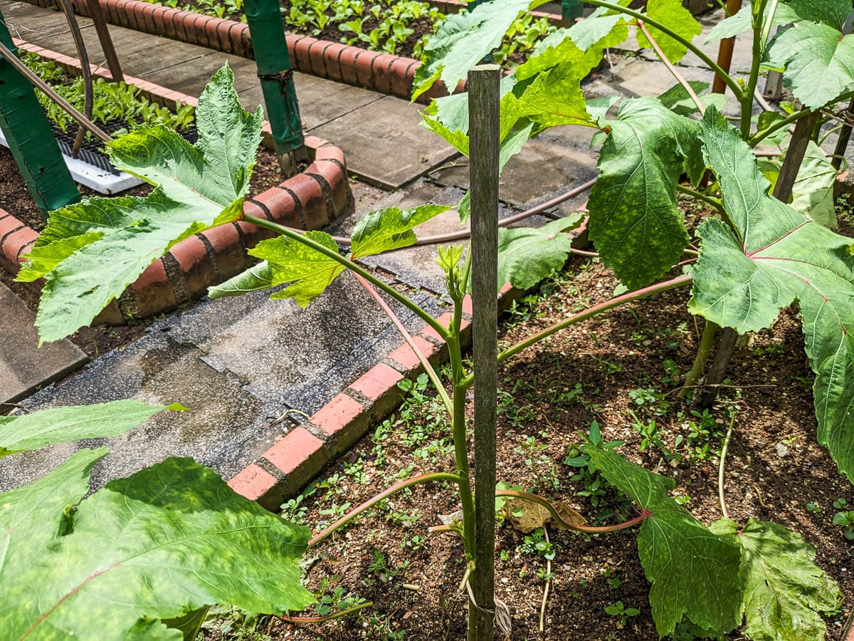 Green leafy plants are growing in a garden bed surrounded by brick borders and a concrete pathway.