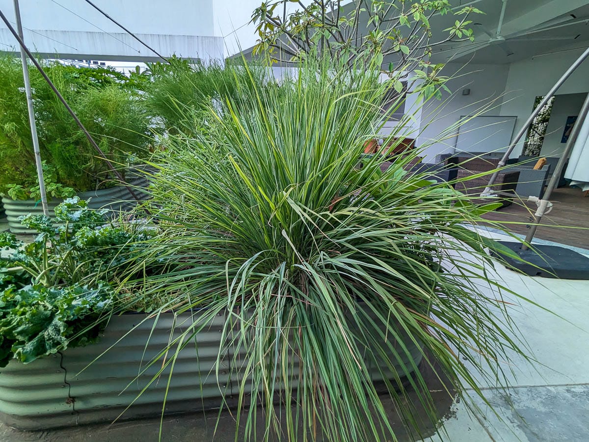 Large clump of lemongrass in a raisedmetal planter filled with other vegetables