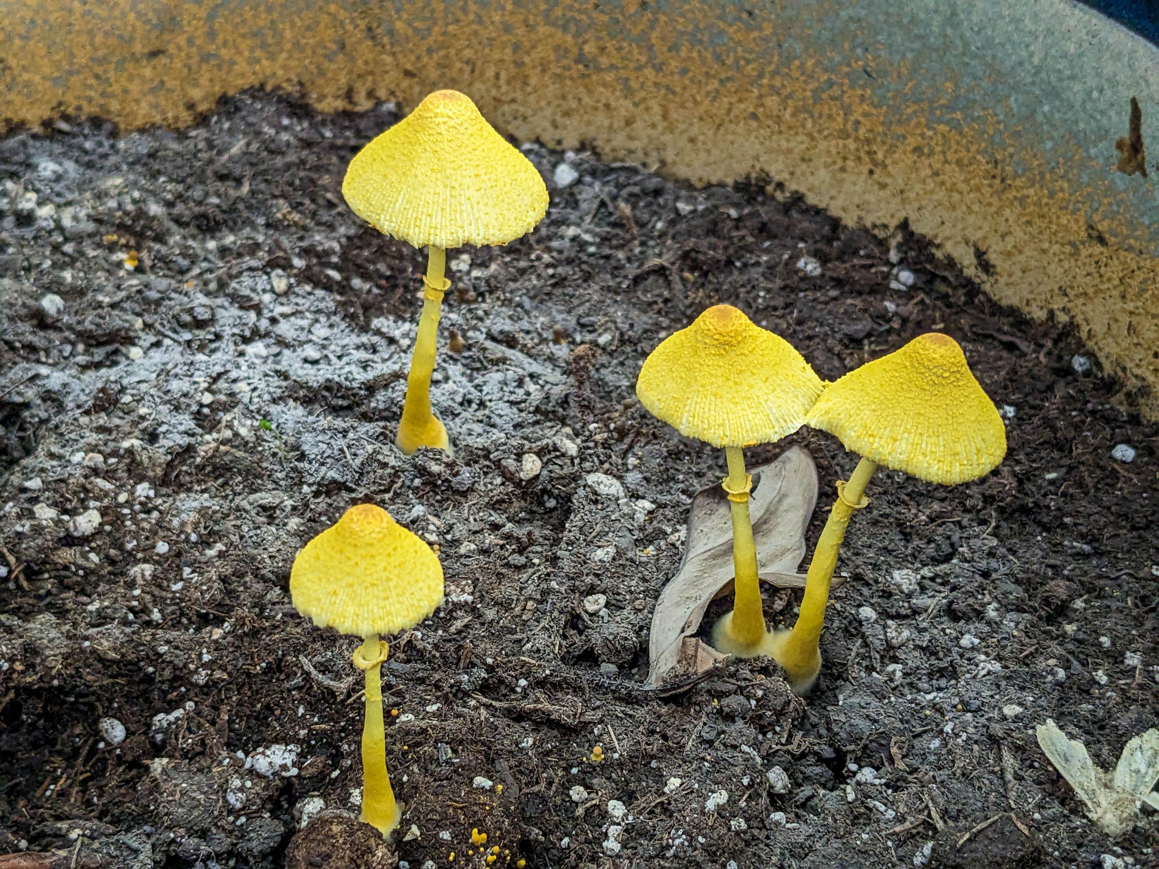Four yellow mushrooms with conical caps growing in dark brown soil