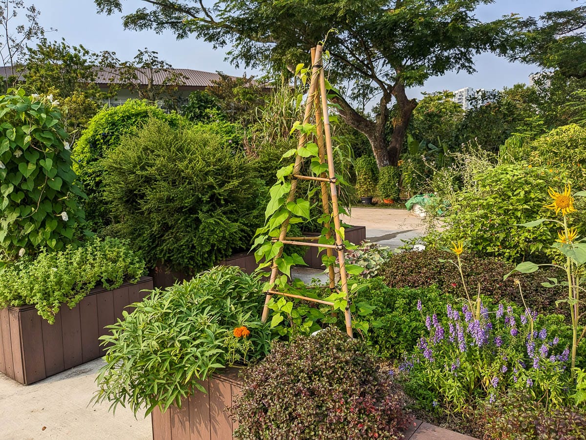 a lush garden planter bed filled with plants and a teepee trellis with a vine growing on it. there are other raised planter beds and trees in the background. 