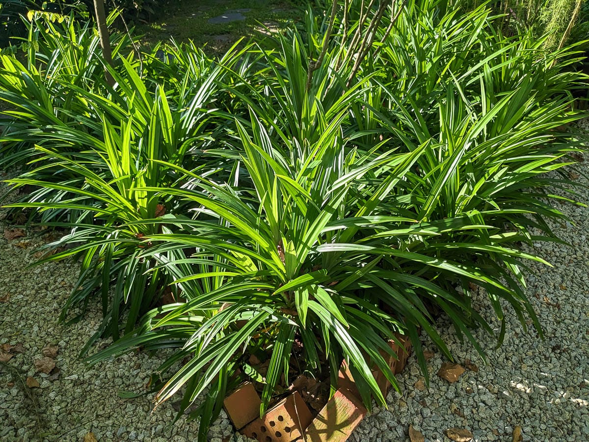 Big cluster of pandan plants in a brick-edged garden bed surrounded by gravel