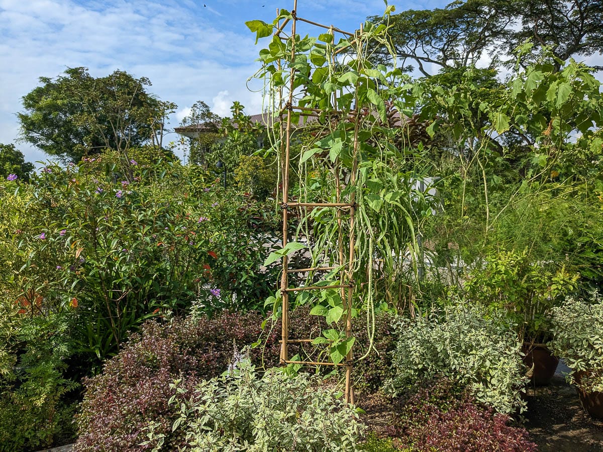 Long bean plant growing on a tall thin vertical trellis support with many other plants surrounding it.
