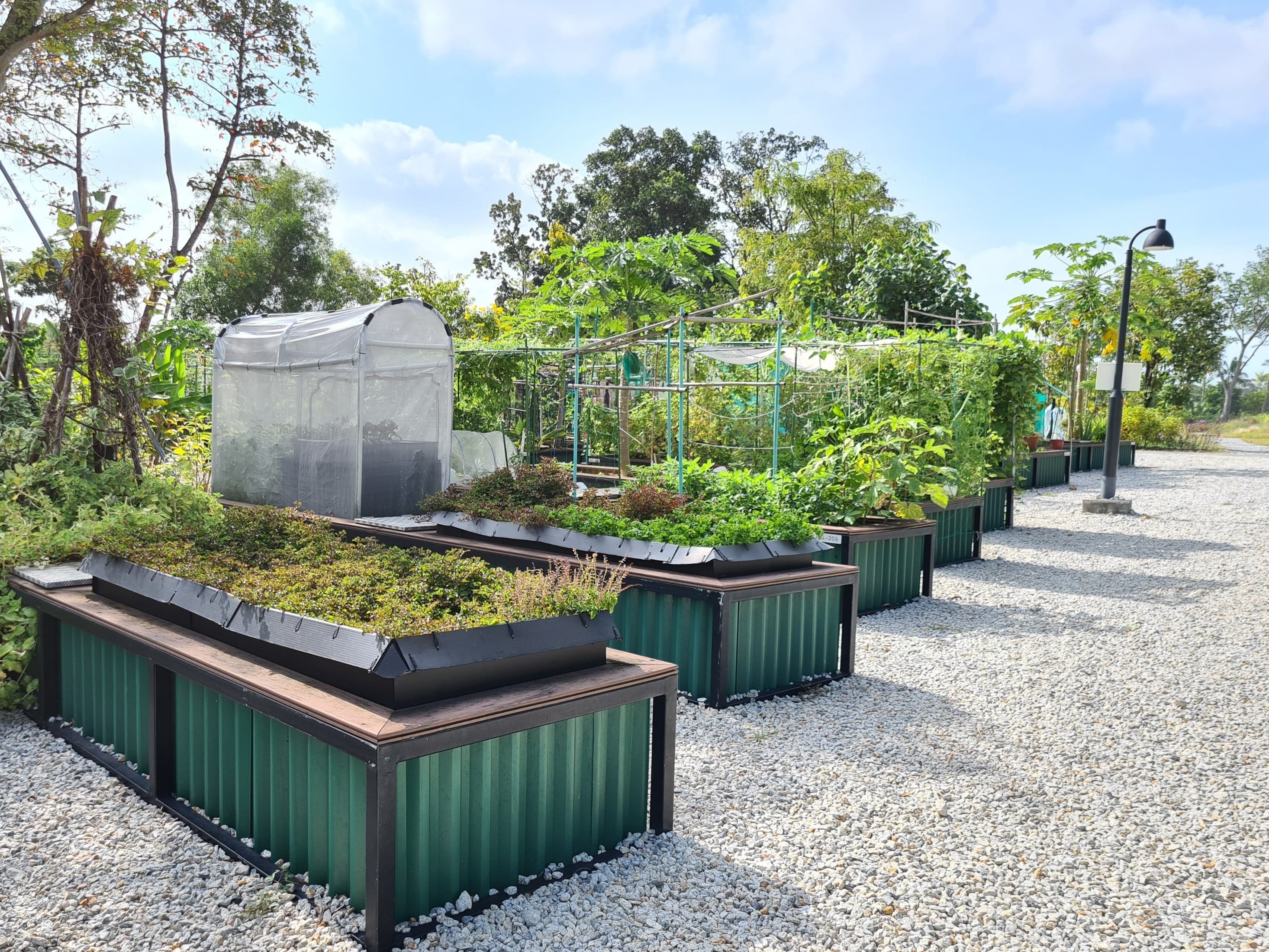 Several rows of metal raised planter beds arranged on a bias on a gravel flooring. the beds are filled with various types of plants and DIY structures.