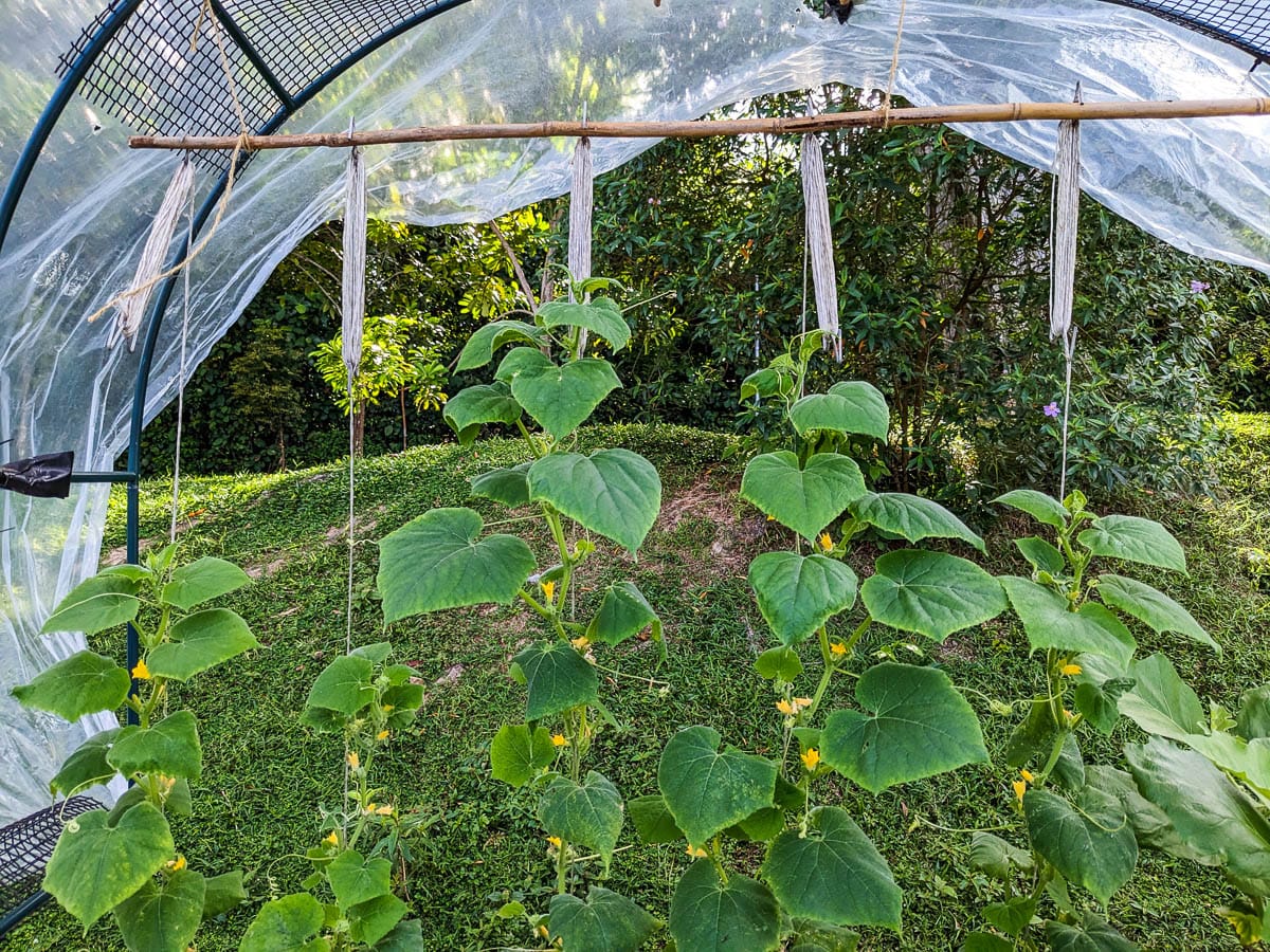 Cucumber plants with small yellow flowers growing vertically inside a greenhouse structure, surrounded by greenery.