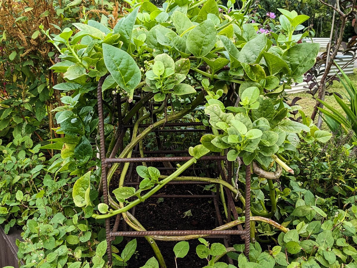 Malabar spinach growing densely on a small metal trellis 