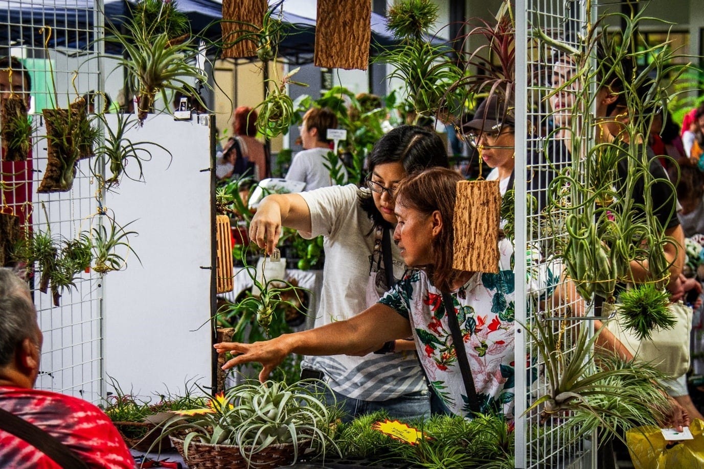 Image of two women looking at airplants 