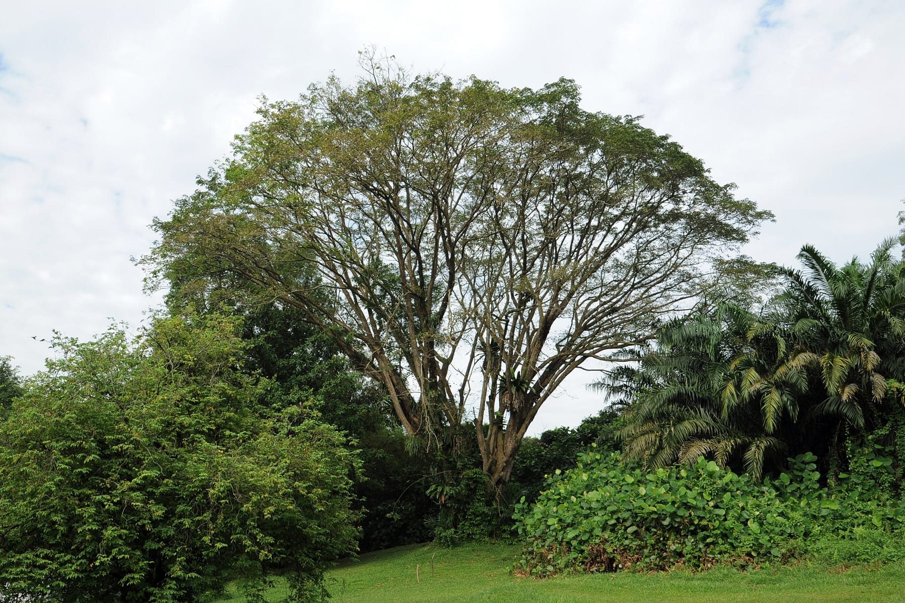 A large, leafless tree stands among smaller green bushes and trees under a cloudy sky.