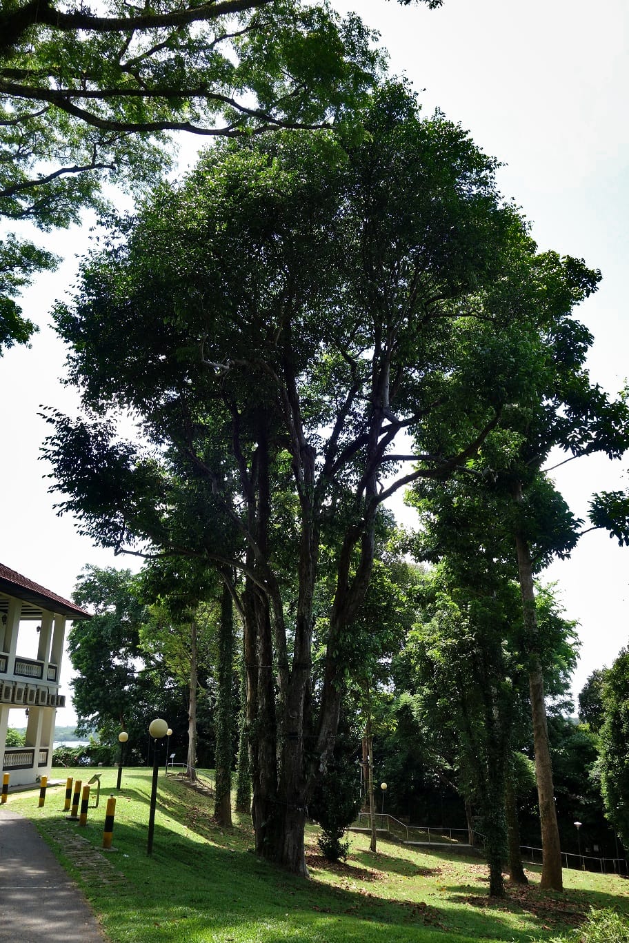 Tall trees on a sunny day, next to a path and a building, with grassy lawn and lampposts.