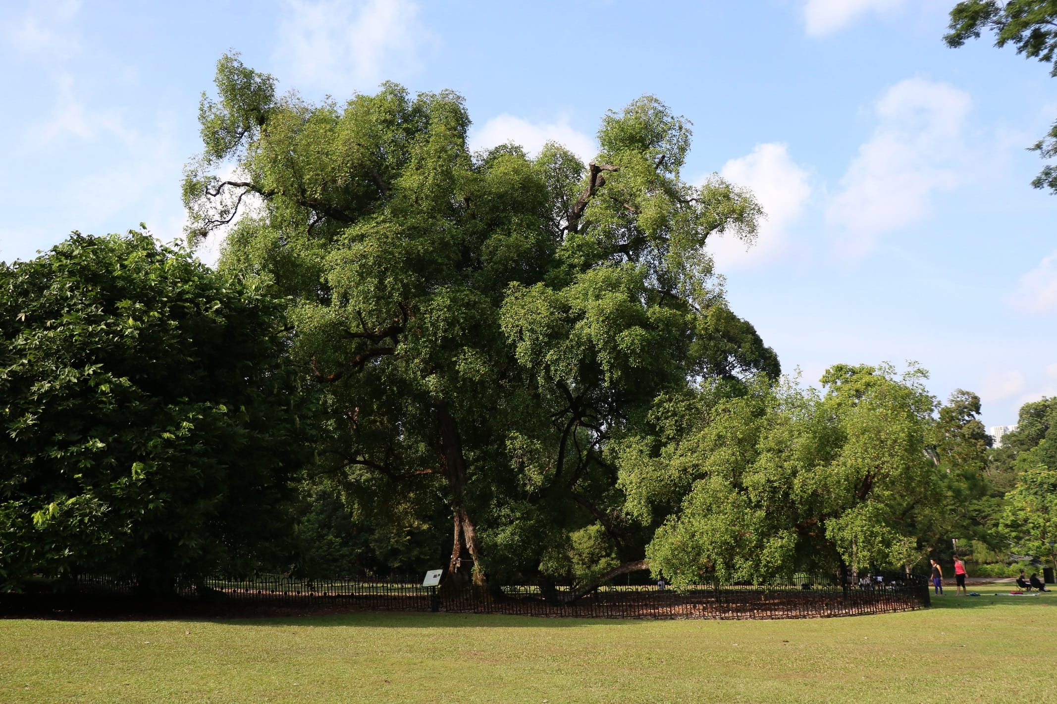 A large, lush tree stands in a fenced area surrounded by grass, with a few people in the background and a partly cloudy sky.