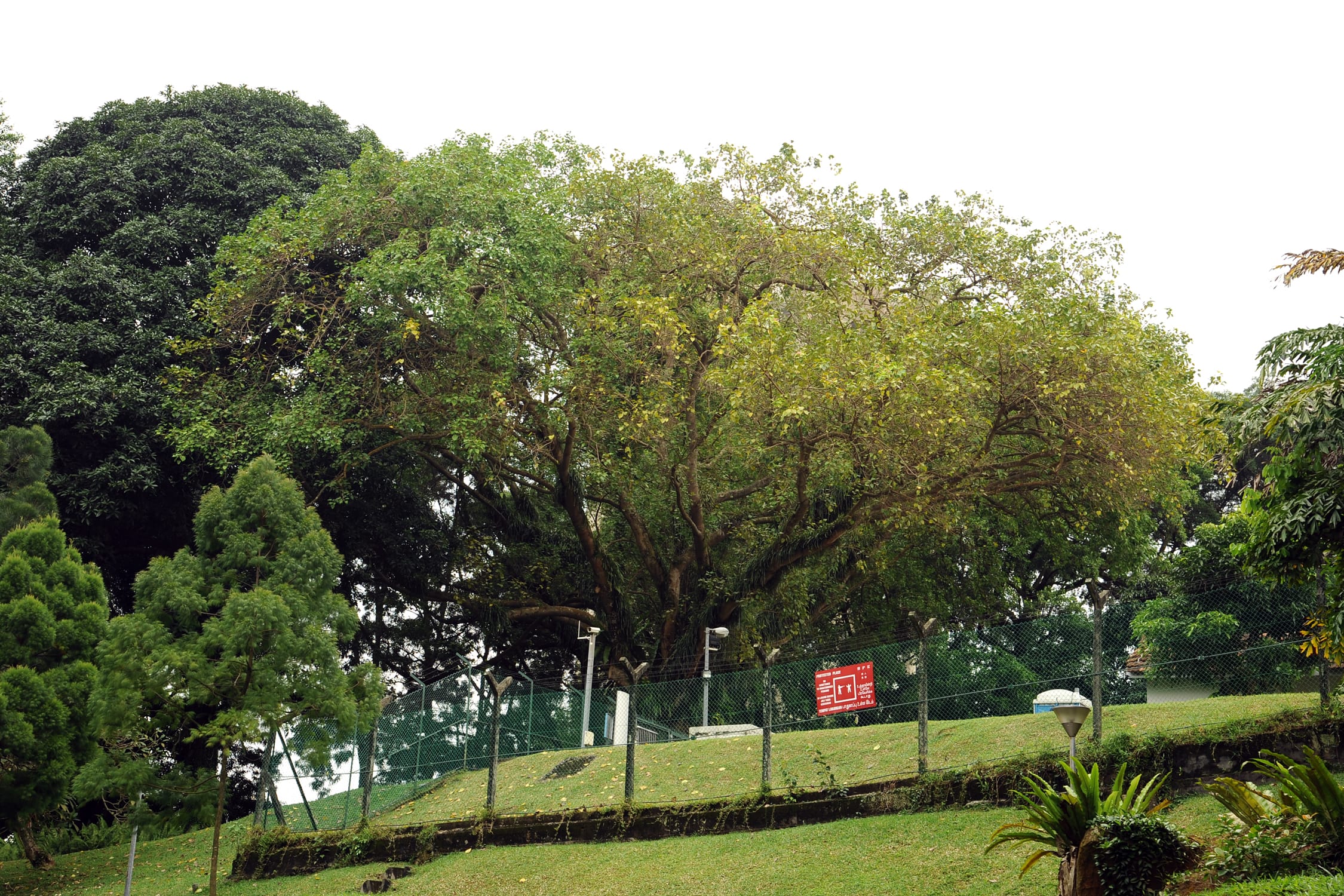 A lush green tree with dense foliage is surrounded by a fenced area, with a lamp and plants in the foreground.