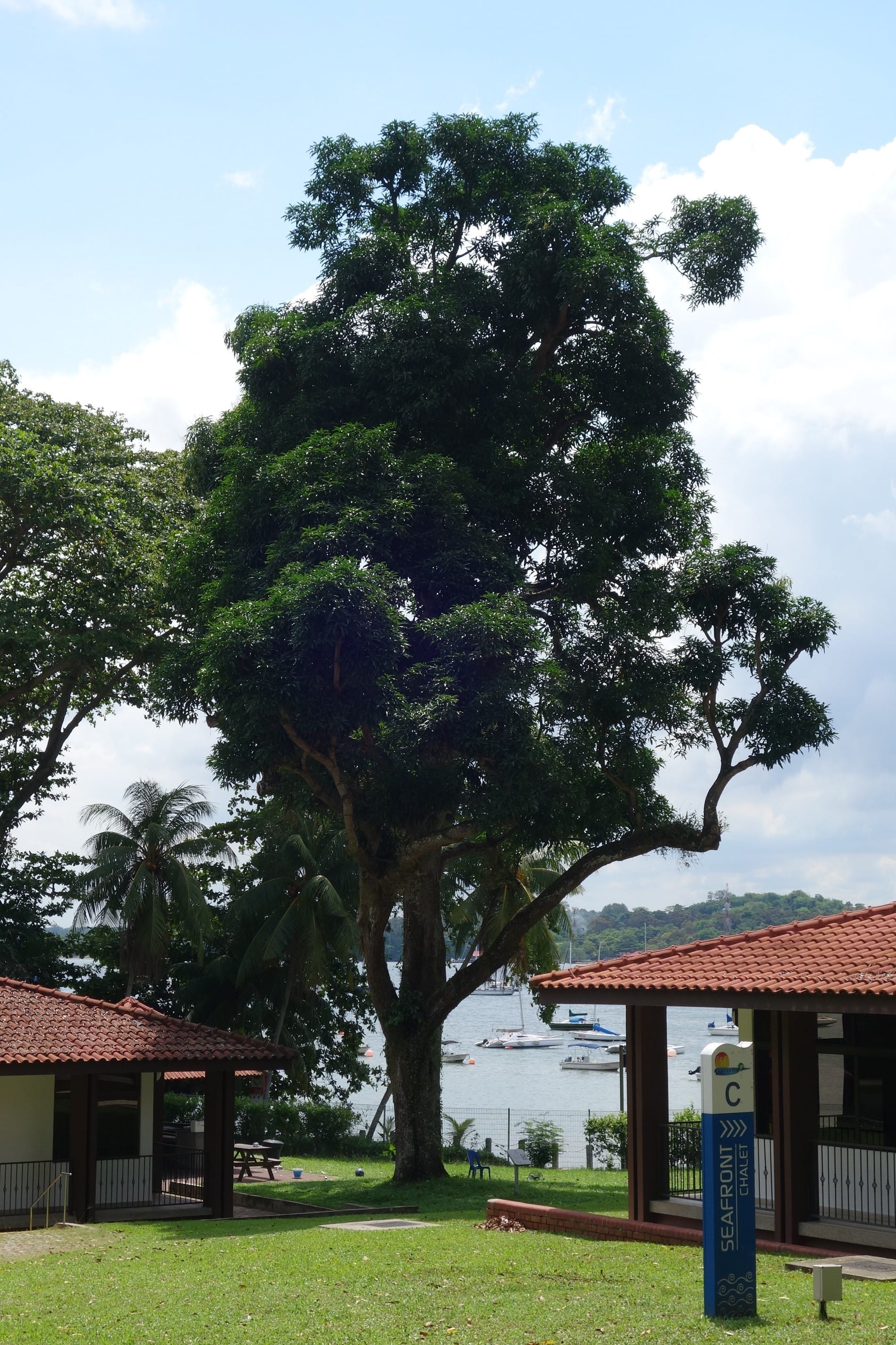 Large tree surrounded by smaller trees and two red-roofed buildings near a waterfront with boats and green hills in the background.