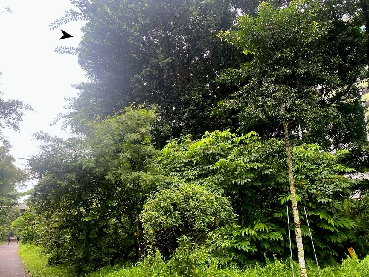 A lush, green forest with various trees and plants, along a path with two distant pedestrians.