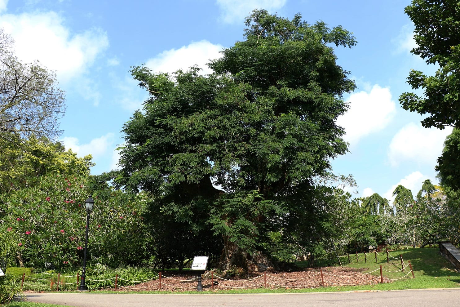 A large tree and surrounding greenery in a park with a clear blue sky and a sign below the tree.