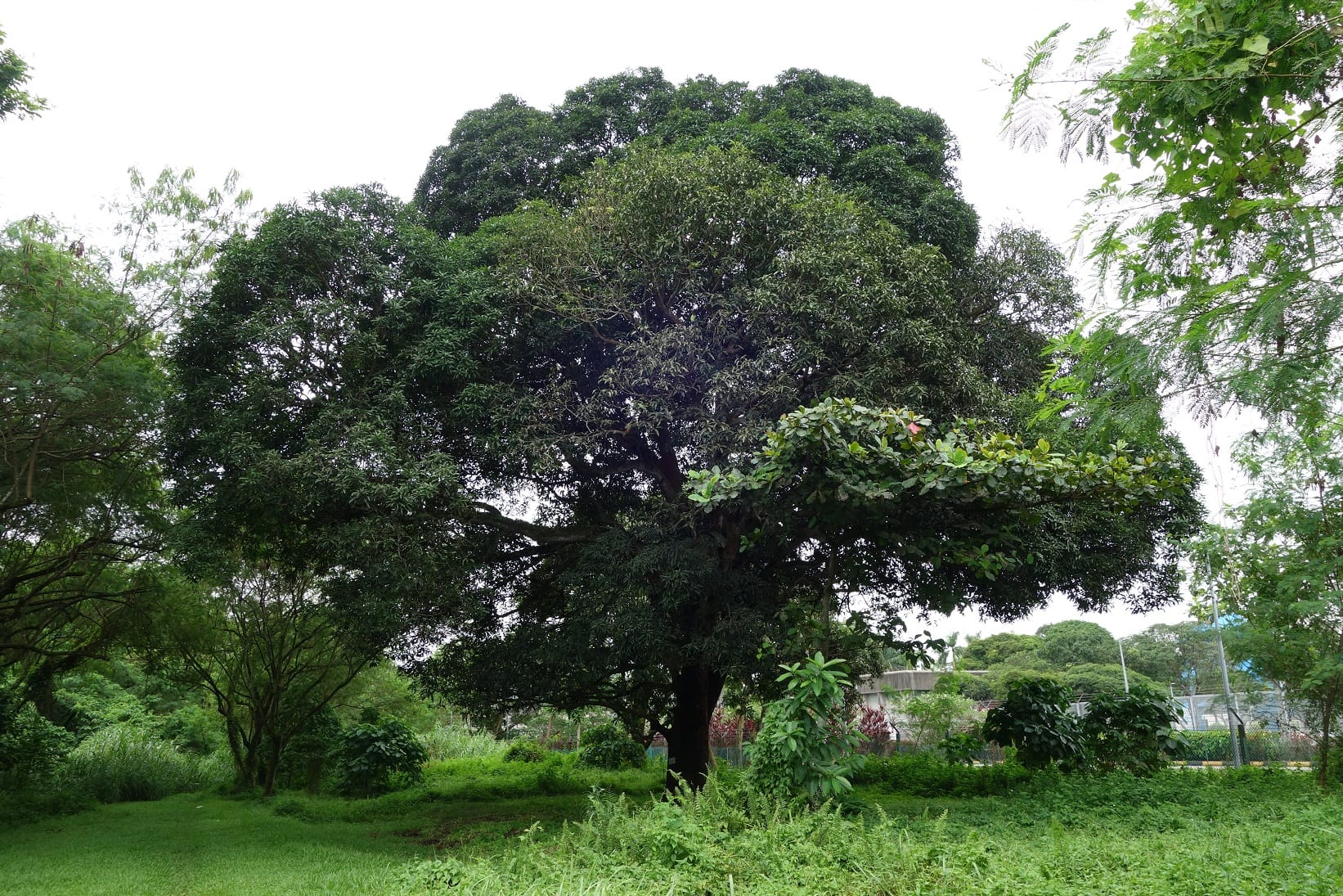 A large, leafy tree surrounded by greenery in a park or garden on an overcast day.