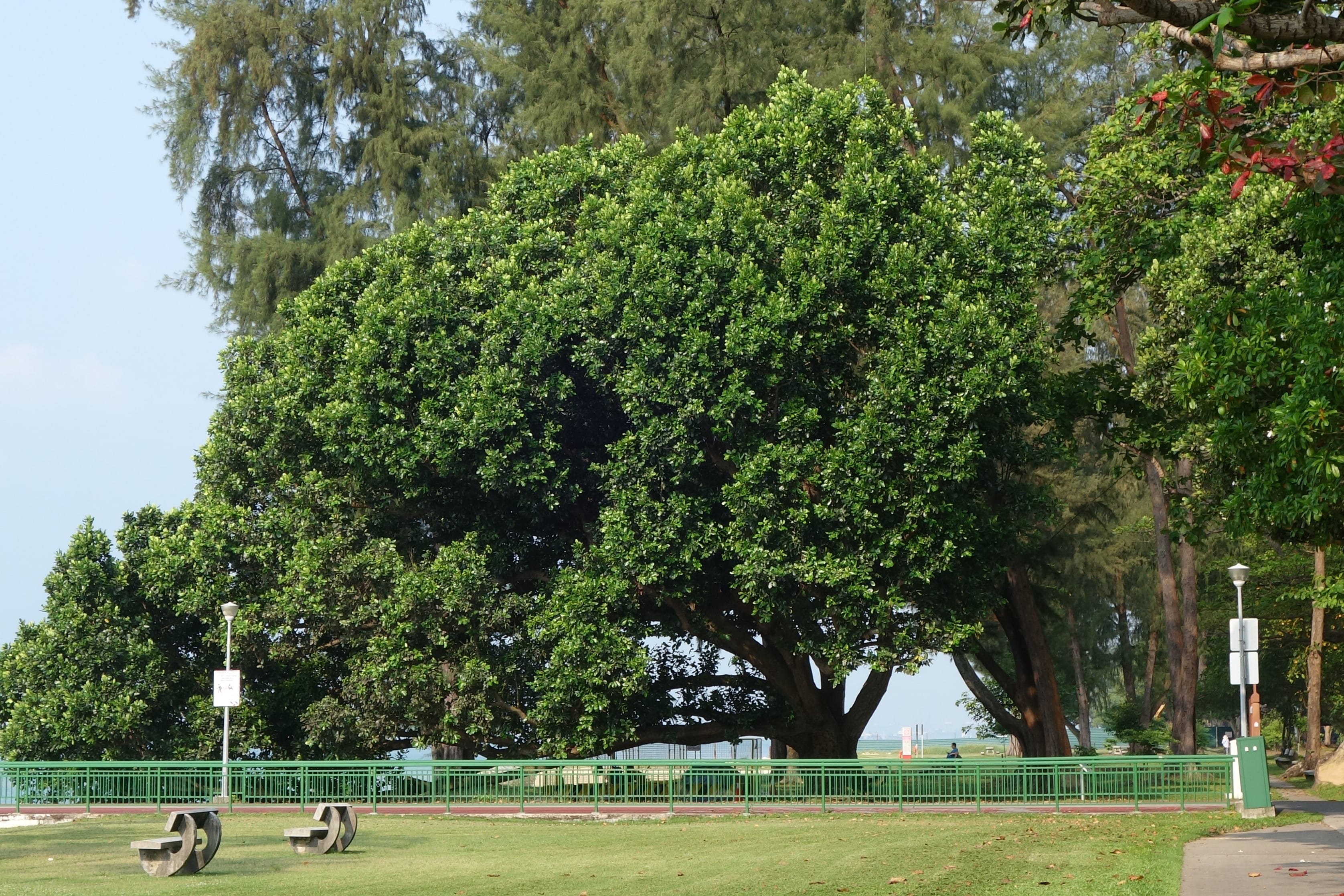 Large tree with green foliage in a park, accompanied by benches and a green railing, with taller trees in the background.