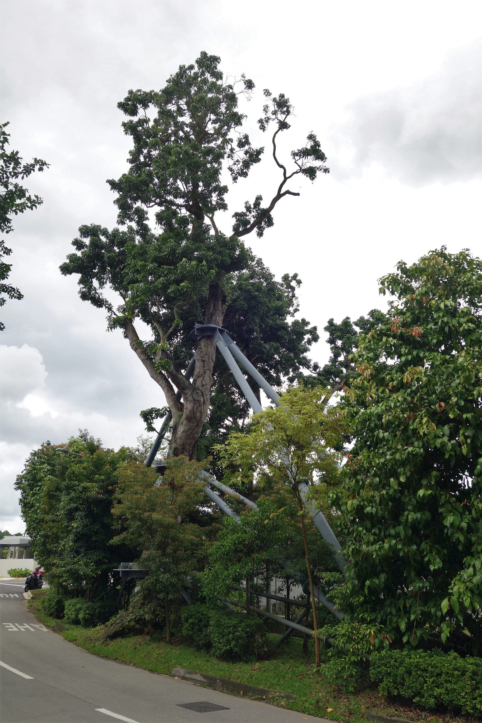 A tall tree with metal supports around the trunk and branches stands near a road, surrounded by other greenery.