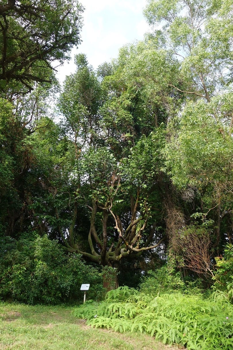 A dense area of trees and greenery with ferns in the foreground and a small sign on a post.