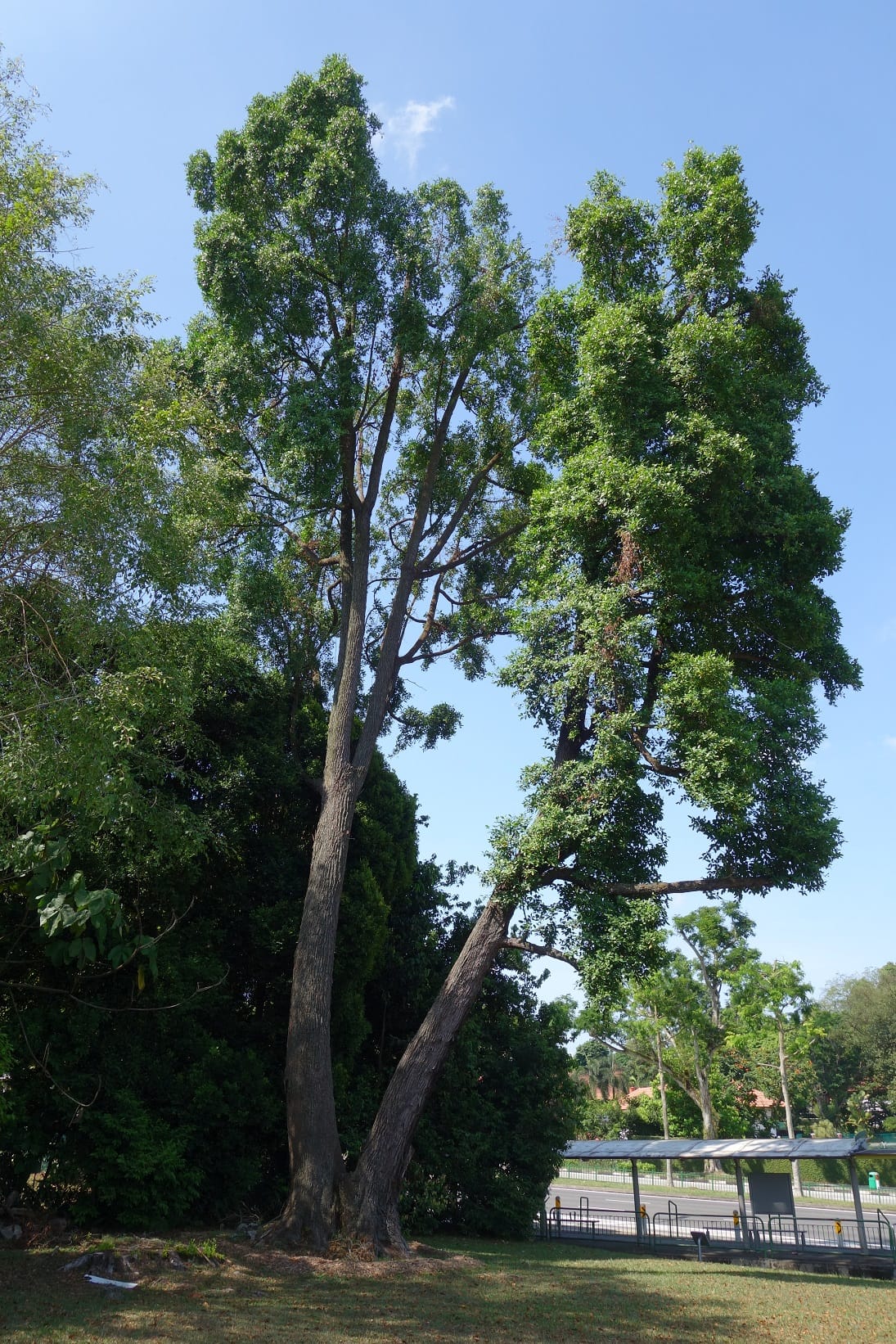 Two large trees stand together in a grassy area beside a road, with blue sky in the background.