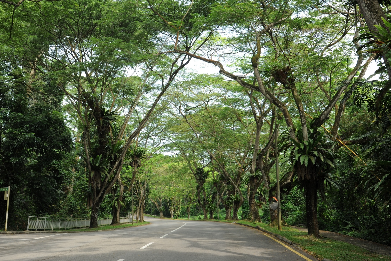 A curving road is lined with tall trees and lush greenery in a park-like setting.