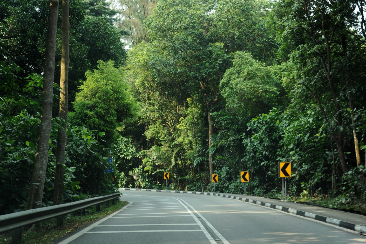 A curving road surrounded by dense greenery and trees with yellow arrow signs indicating a turn.