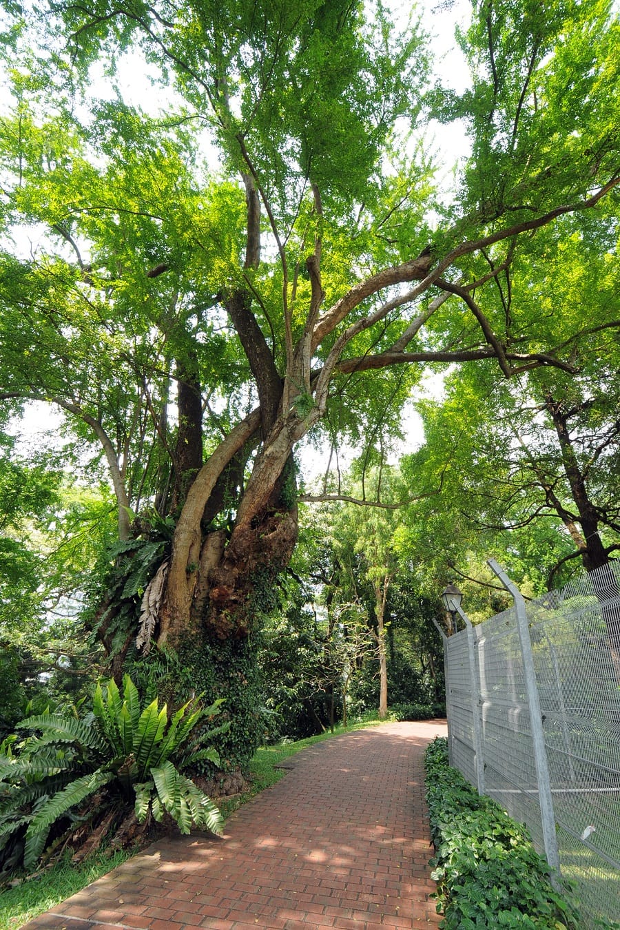 A brick path passes by a large tree with sprawling branches and a fenced area covered in greenery.