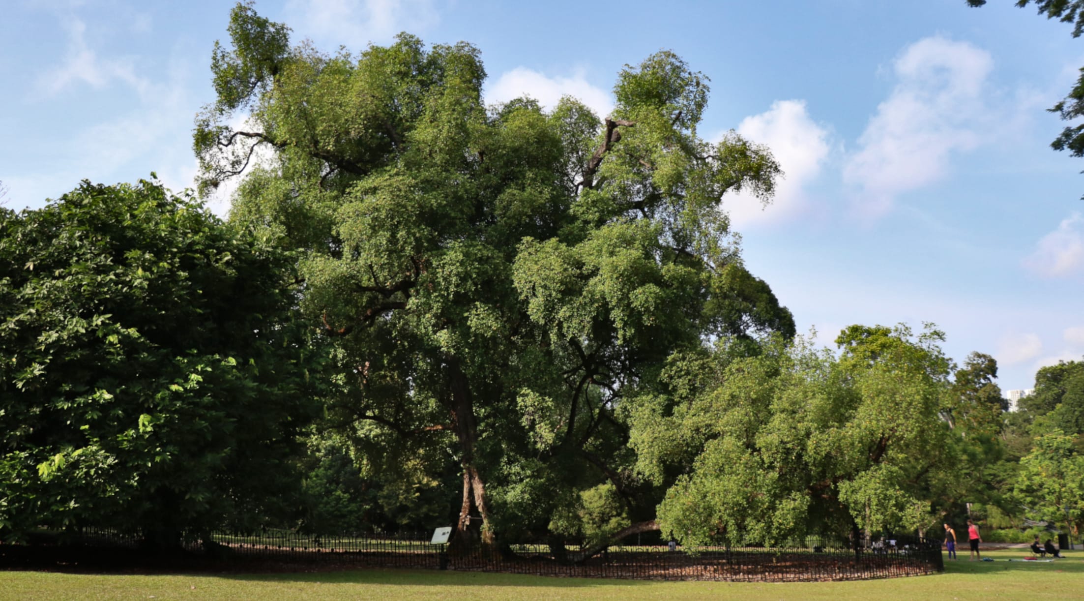 Heritage Tree Scheme