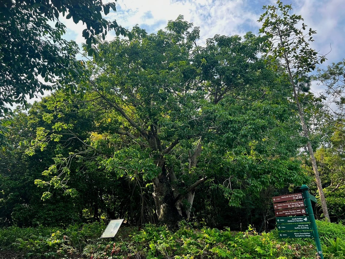 A lush, green tree stands next to a wooden signpost with multiple directional signs in a park under a partly cloudy sky.