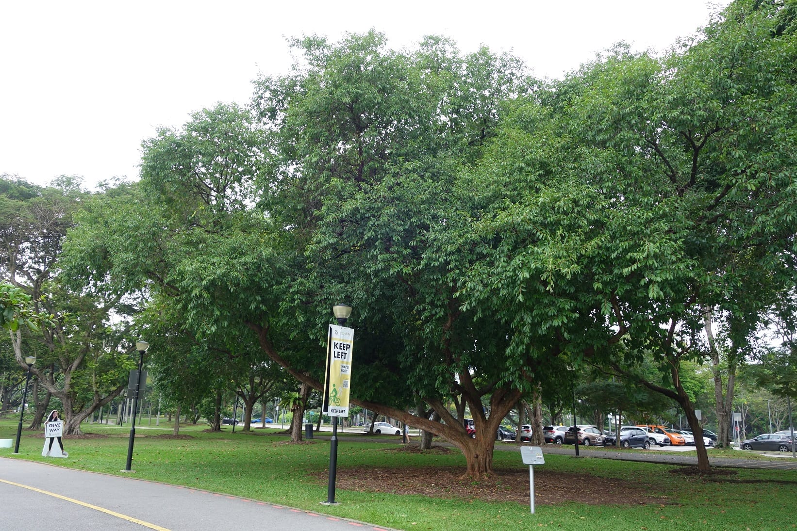 A park scene with large trees, a walking path, lamp posts, and signs instructing to keep left and give way.