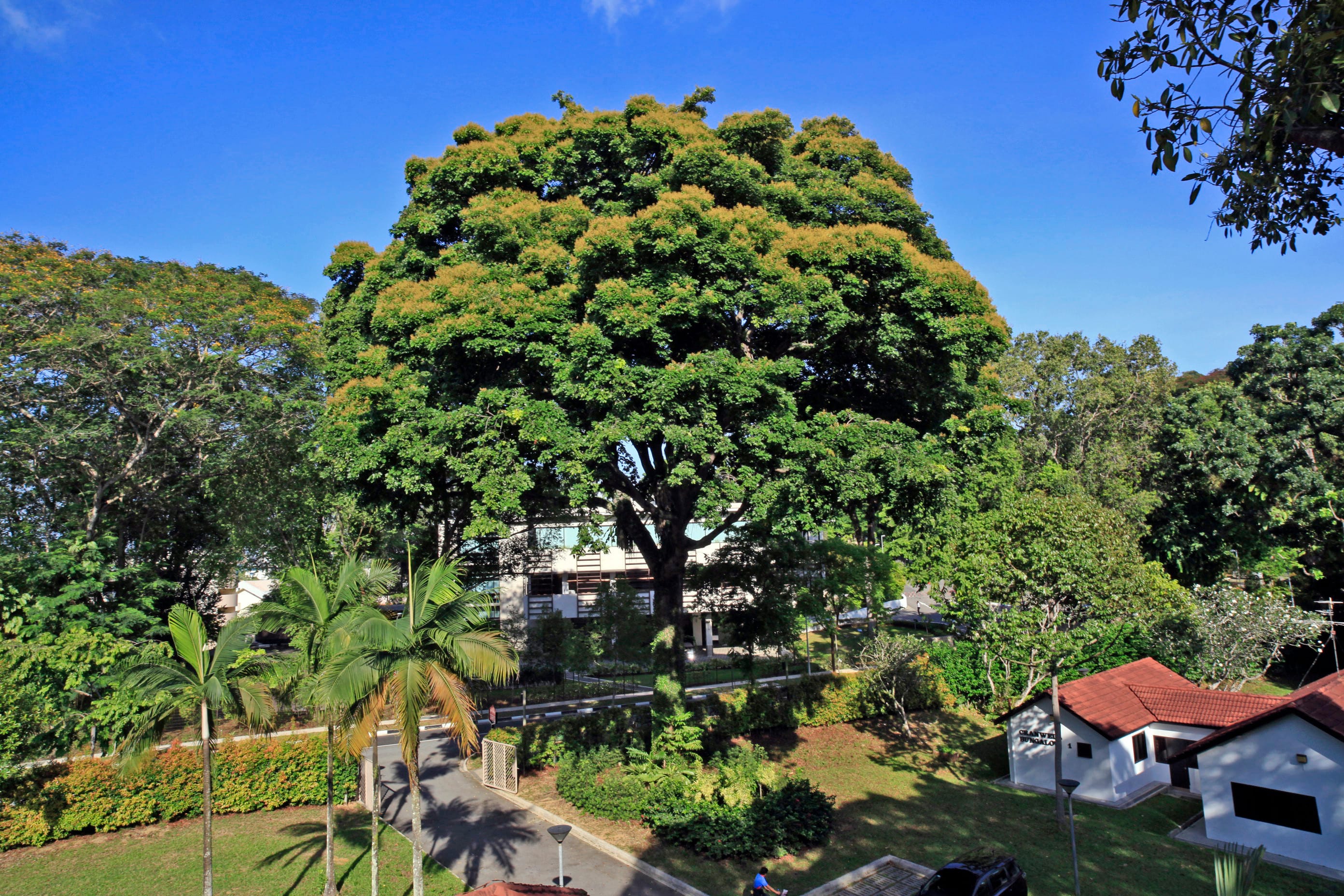 Flowering specimen of Sindora x changiensis