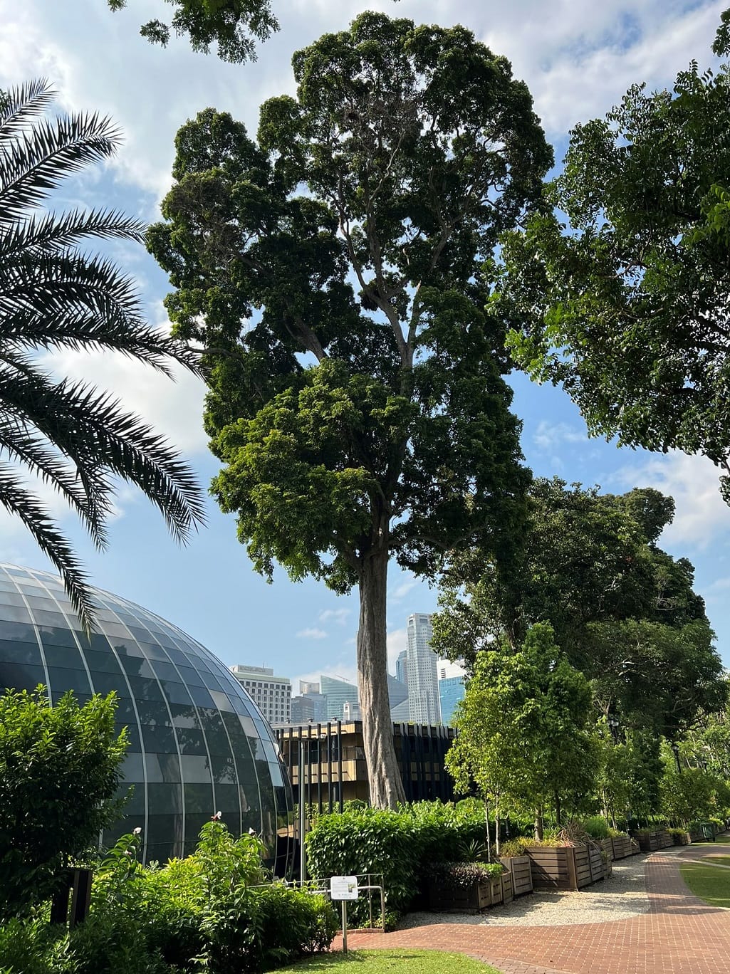 A tall tree stands next to a rounded glass building with skyscrapers visible in the background on a sunny day.