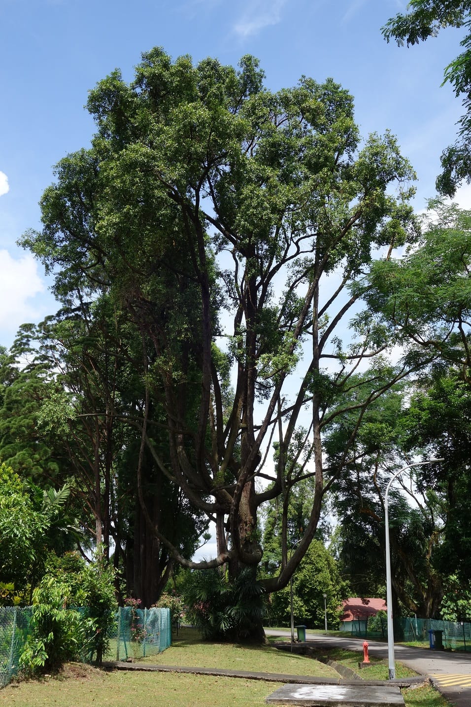A large, sprawling tree with thick branches and lush green leaves stands beside a path and fenced greenery under a blue sky.