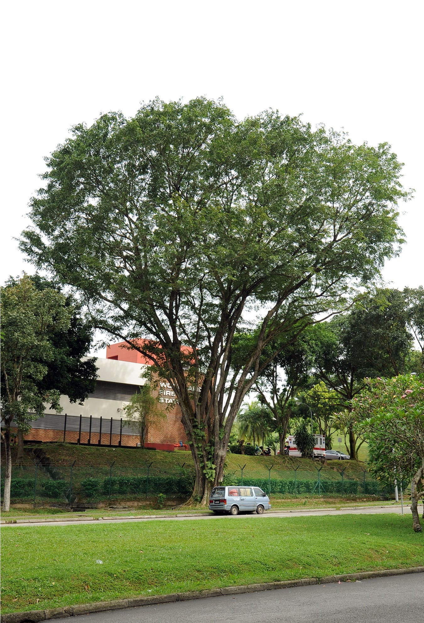 A large tree stands in front of a fire station with a car parked nearby on a grass-lined street.