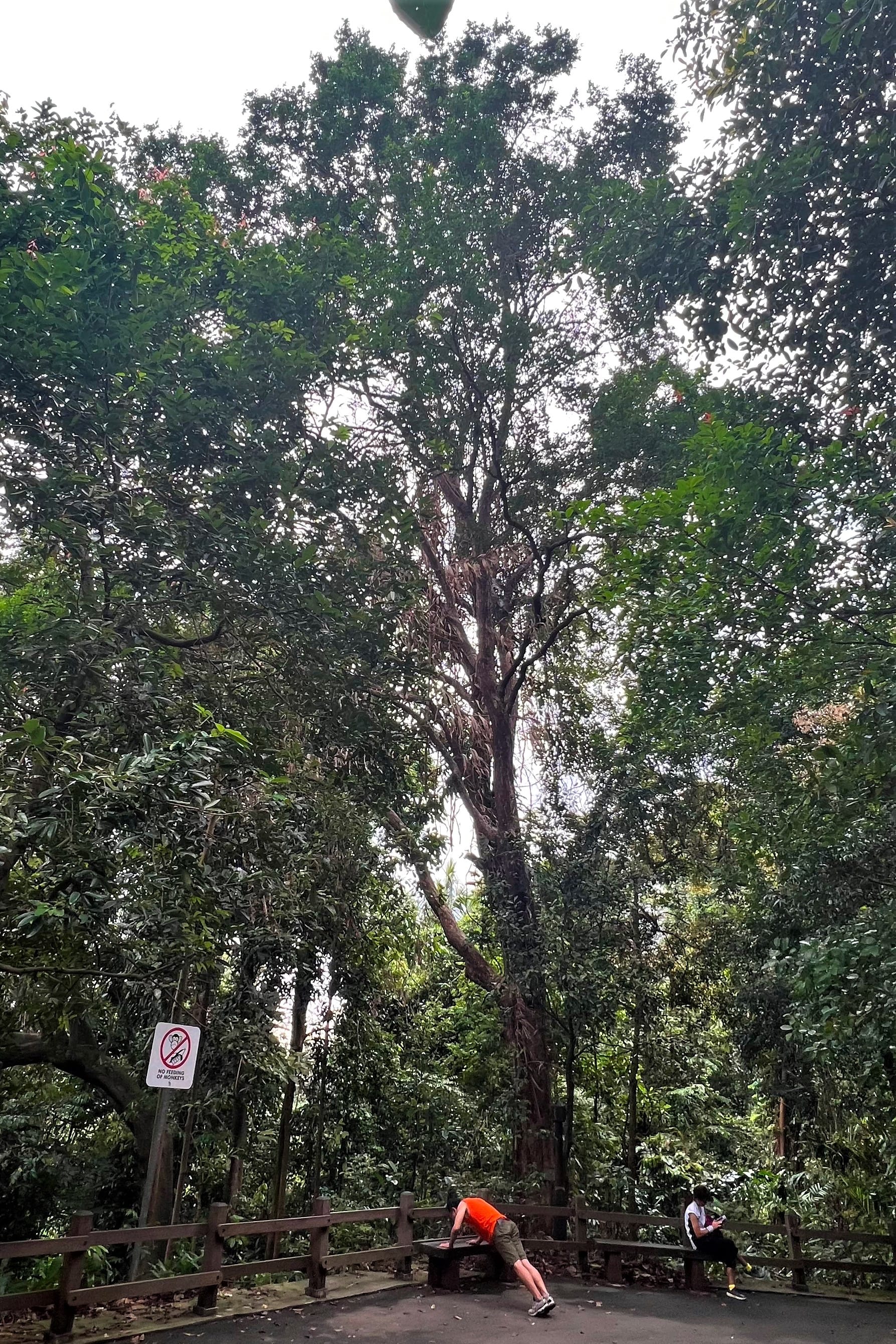 Two people at a park, one leaning on a bench, the other sitting, surrounded by tall trees and a "No smoking" sign.