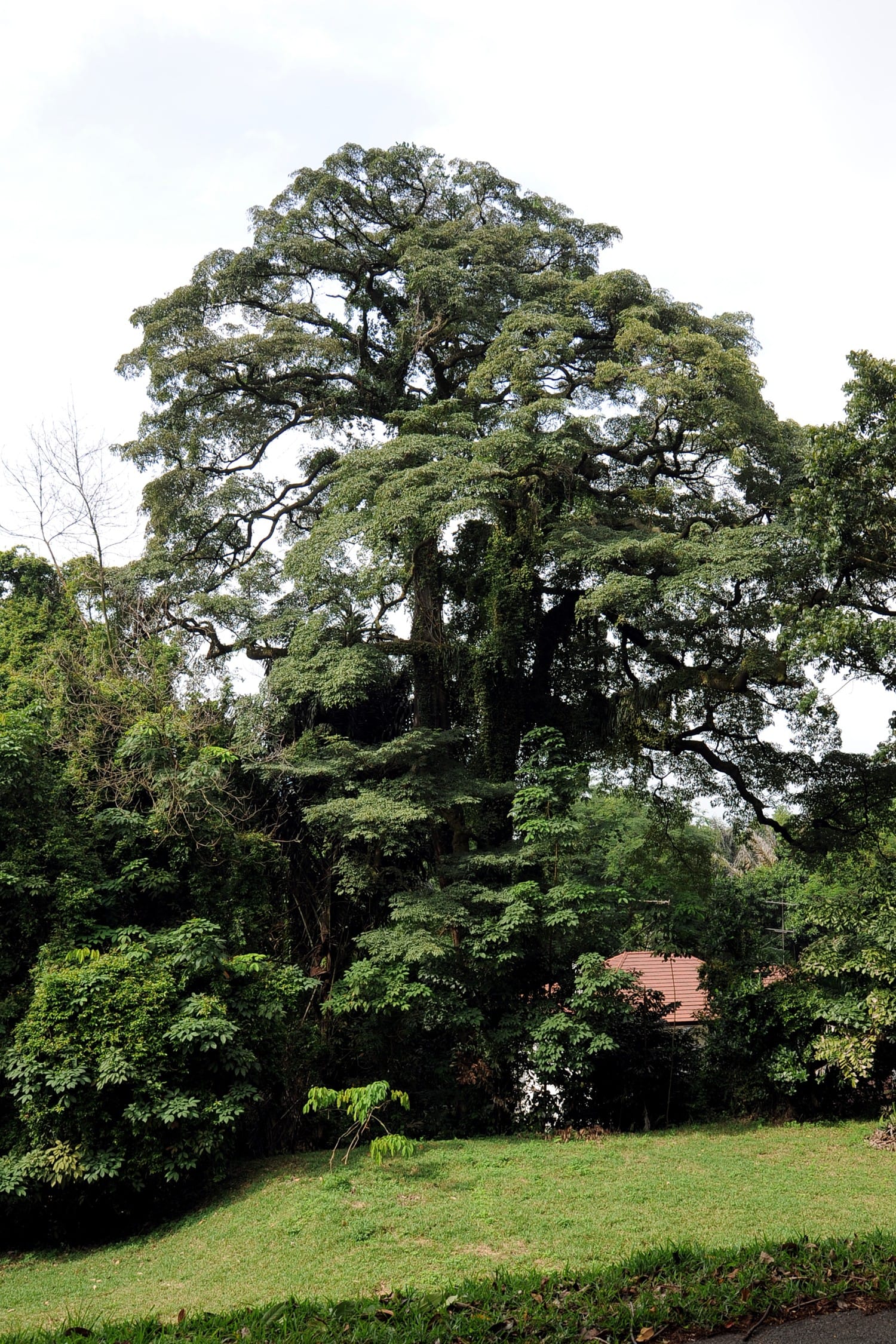 A large tree with dense green foliage stands in a park with a grassy foreground and a red-roofed house partially visible below.