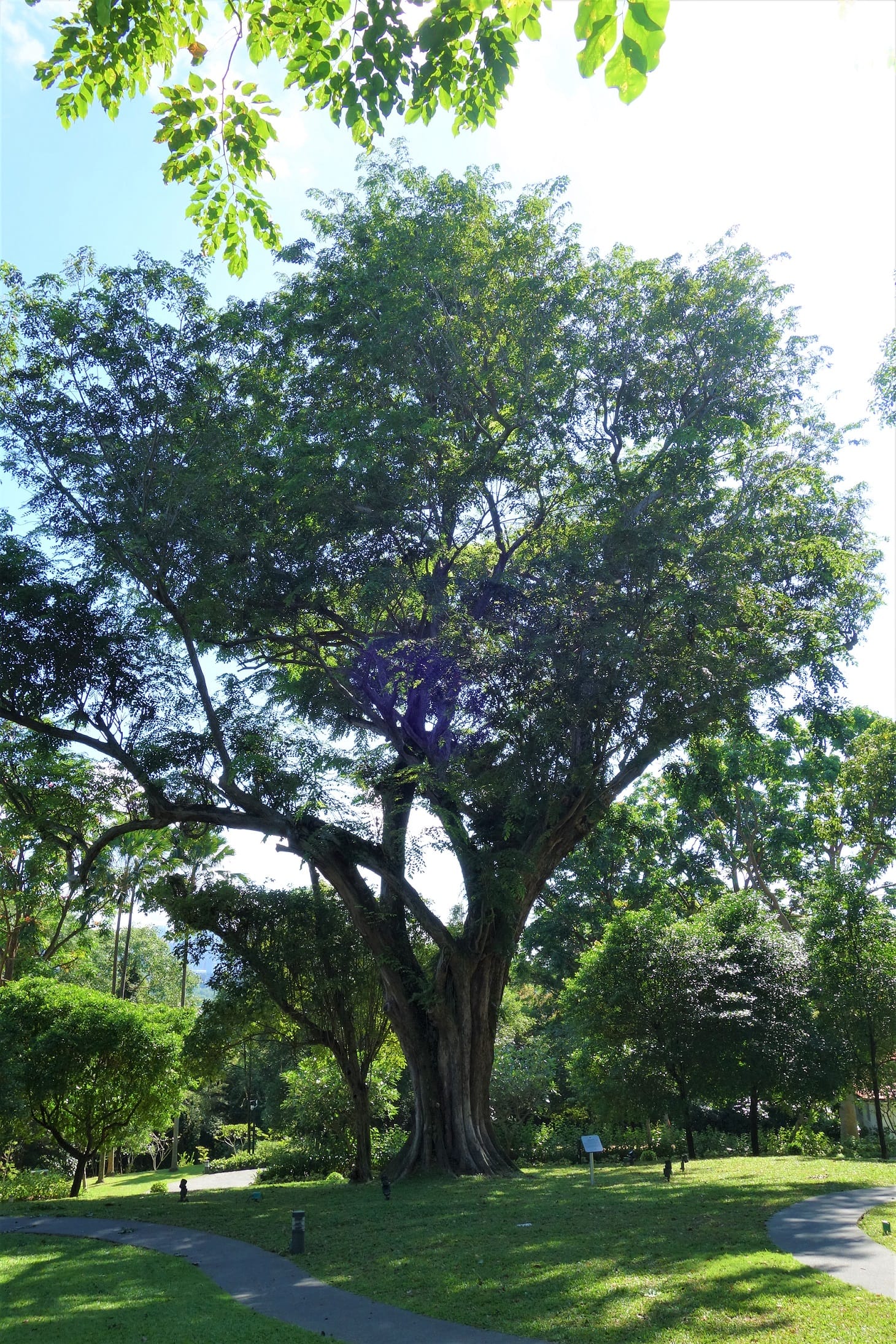 A large tree with dense, green foliage stands in a sunny park with a winding path below.